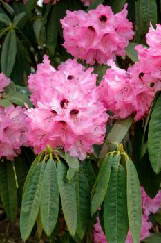 Pink Rhododendron in flower