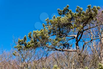Pine tree in winter against a brilliant blue sky