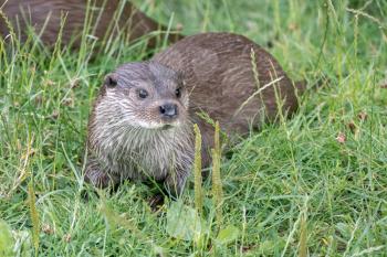 Eurasian Otter (Lutra lutra)