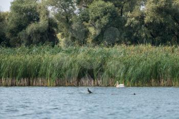 Great White Pelican (pelecanus onocrotalus) in the Danube Delta