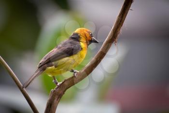 Black-necked Weaver (Ploceus nigricollis)