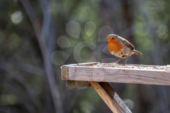 Close-up of an alert Robin standing on wooden table