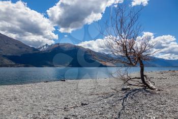 Dead tree on the banks of Lake Wanaka in New Zealand