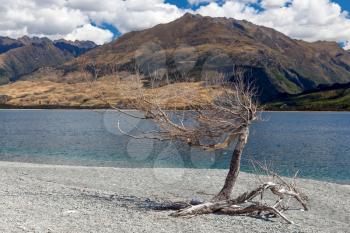 Dead tree on the banks of Lake Wanaka in New Zealand