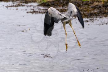 Grey Heron (Ardea cinerea) flying over  shallow water at Restronguet Creek in Cornwall