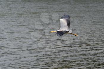 Grey Heron (Ardea cinerea) flying over  shallow water at Restronguet Creek in Cornwall