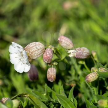 Sea Campion (Silene uniflora) growing by the coast at Pendennis Point in Falmouth, Cornwall