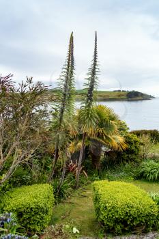 Giant Vipers-bugloss (Echium pininana) growing in St Mawes