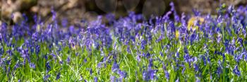 A swathe of Bluebells illuminated by spring sunshine