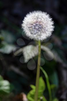 Close-up of a Dandelion (Taraxacum) seed head in a field near East Grinstead