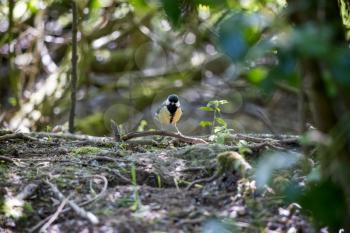 Great Tit posing on a twig in a shady glade