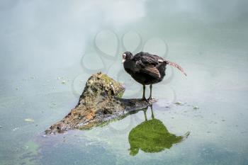 Coot standing on a partially submerged tree trunk in Ellesmere