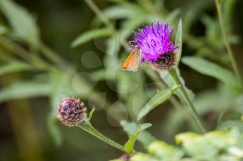 Small Skipper Butterfly (Thymelicus sylvestris) feeding on a thistle