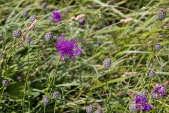 Greater Knapweed (Centaurea scabiosa) flowering on the South Downs