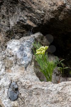 Peter's Cress (Crithmum maritimum) growing in rock crevice in Devon