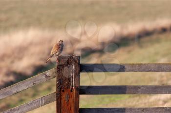 Kestrel sitting on a fence post enjoying the evening sunlight