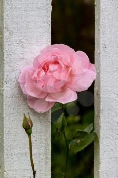 Pink Rose flowering through a white wooden fence