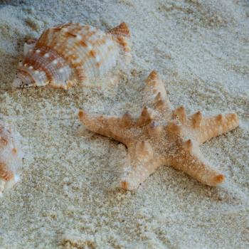Thorney Starfish on soft sand