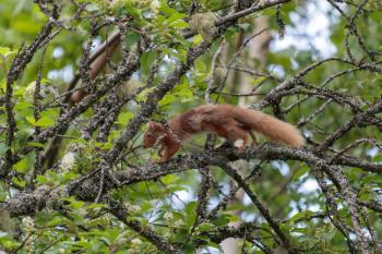 Eurasian Red Squirrel (Sciurus vulgaris) running through a tree