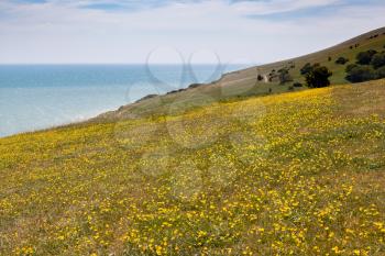 South Downs covered with yellow Buttercups