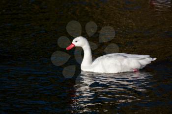 Coscoroba Swan (Coscoroba coscoroba) swimming across a lake