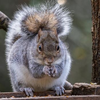 Grey Squirrel (Sciurus carolinensis) eating seed from a wooden table