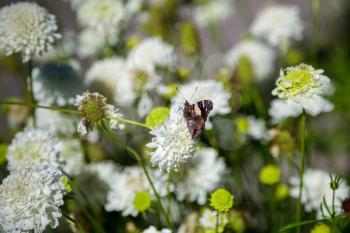 Yellow or Australian Admiral (Vanessa itea) feeding on a white Chrysanthemum