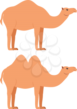 Cute cartoon desert camel illustration on white background.