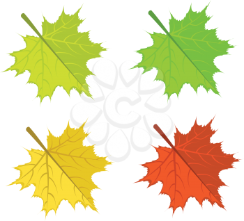 Set of colorful bright maple leaves on white background.