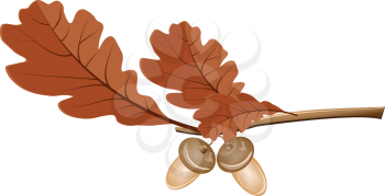 Illustration of colorful oak leaves with acorns on white background.