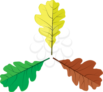 Illustration of colorful oak leaves on white background.