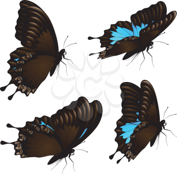 Collection of papilio ulysses butterflies, blue mountain swallowtail illustration.