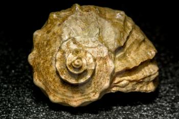 Natural big decorative brown seashell, close up photo.