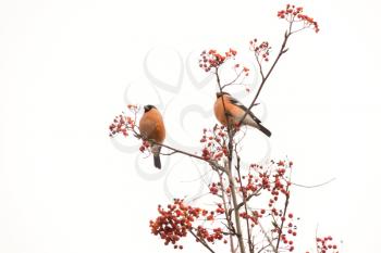 Cute colorful eurasian bullfinch eating red berries of mountain ash.