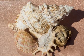Big spiral spike sea shell close up background