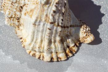 Big spiral spike sea shell close up background