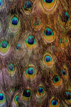 Exotic multicolored peacock feather, abstract macro background.