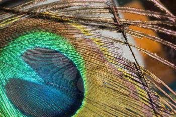 Close up image of a peacock feather as background.