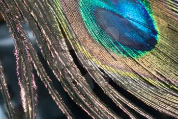 Close up image of a peacock feather as background.