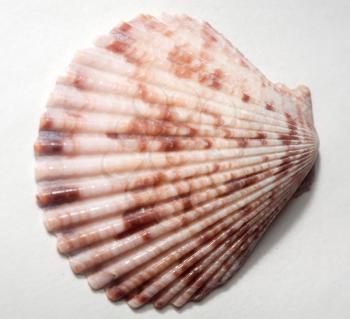 Brown and white scallop seashell, close up background.