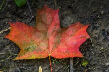 Fallen maple leaf of red color on the ground.