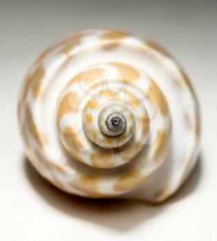 Brown and white spotted seashell, close up background.