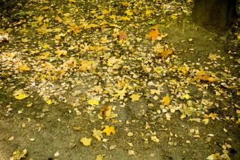 Colorful fallen autumn leaves lays on the ground.