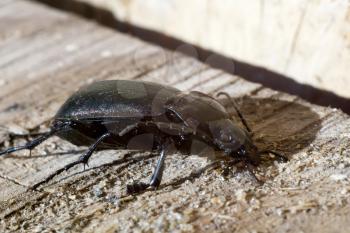 Big beetle of black color on wooden background.