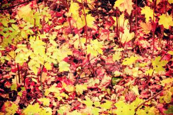 Grunge colorful maple leaves, natural autumn background, color processed image.