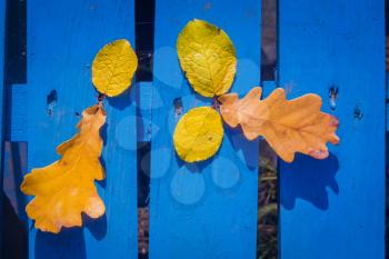 Yellow fallen oak leaves over blue wooden background.