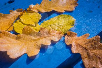 Yellow fallen oak leaves over blue wooden background.