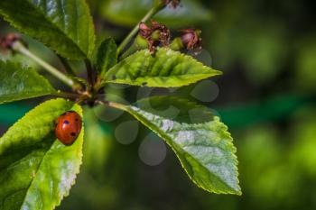 Little beetle, ladybird on a fresh green leaves in the garden.