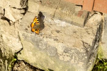 Colorful Vanessa atalanta butterfly on a concrete block.