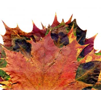 Highly detailed Autumn Maple leaves boquet, macro background.